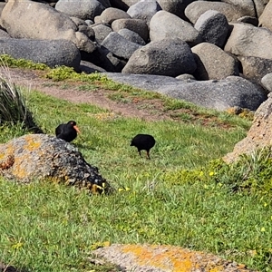 Haematopus fuliginosus (Sooty Oystercatcher) at Victor Harbor, SA - 16 Sep 2025 by MB