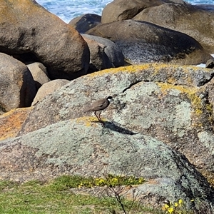 Vanellus miles (Masked Lapwing) at Victor Harbor, SA - 16 Sep 2025 by MB