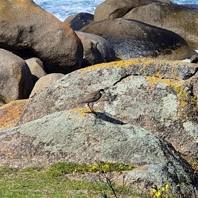Vanellus miles (Masked Lapwing) at Victor Harbor, SA - 16 Sep 2025 by MB