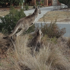 Macropus giganteus (Eastern Grey Kangaroo) at Conder, ACT - 5 Jul 2025 by MichaelBedingfield