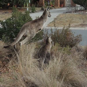 Macropus giganteus (Eastern Grey Kangaroo) at Conder, ACT - 5 Jul 2025 by MichaelBedingfield