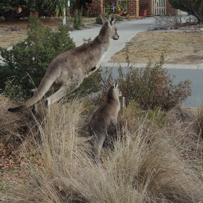 Macropus giganteus (Eastern Grey Kangaroo) at Conder, ACT - 5 Jul 2025 by MichaelBedingfield