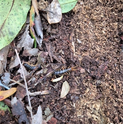 Unverified Centipede (Chilopoda) at Gordon, NSW - 16 Sep 2025 by nancyp