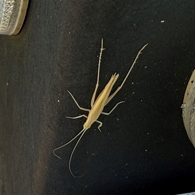 Zaprochilus australis (Twig-mimic katydid) at Bonner, ACT - 16 Sep 2025 by LouiseSproule