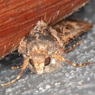 Agrotis radians (Brown Cutworm) at Symonston, ACT - 16 Sep 2025 by rawshorty
