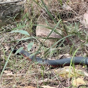 Pseudechis porphyriacus (Red-bellied Black Snake) at Bucketty, NSW - 16 Sep 2025 by MartinPredavec