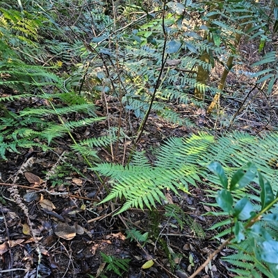Cyathea leichhardtiana at Pappinbarra, NSW - 13 Aug 2025 by jonvanbeest