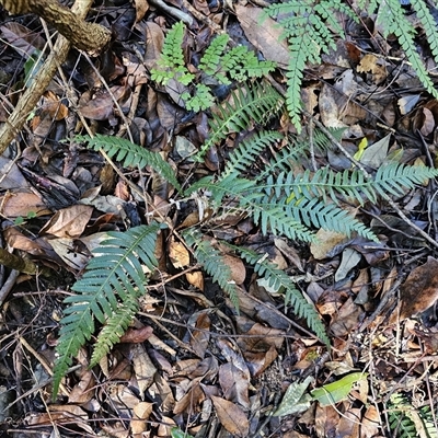 Blechnum neohollandicum at Pappinbarra, NSW - 13 Aug 2025 by jonvanbeest