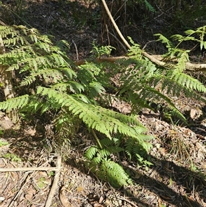 Unverified Fern or Clubmoss at Pappinbarra, NSW - 13 Aug 2025 by jonvanbeest