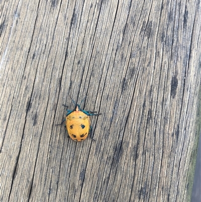 Tectocoris diophthalmus (Cotton harlequin bug) at Stockton, NSW - 9 Sep 2025 by Cardy