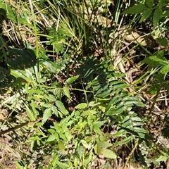 Pellaea falcata at Pappinbarra, NSW - 13 Aug 2025 by jonvanbeest