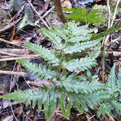 Lastreopsis acuminata at Pappinbarra, NSW - 13 Aug 2025 by jonvanbeest