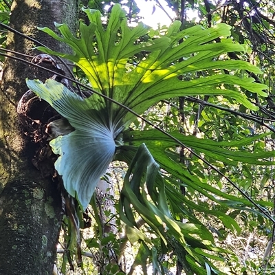 Platycerium superbum (Staghorn Fern) at Pappinbarra, NSW - 13 Aug 2025 by jonvanbeest
