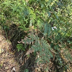 Pteridium esculentum (Bracken) at Pappinbarra, NSW - 13 Aug 2025 by jonvanbeest