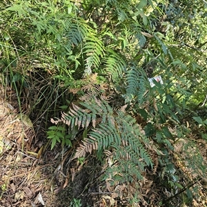 Pteridium esculentum (Bracken) at Pappinbarra, NSW - 13 Aug 2025 by jonvanbeest