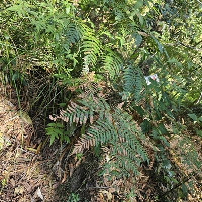Pteridium esculentum (Bracken) at Pappinbarra, NSW - 13 Aug 2025 by jonvanbeest