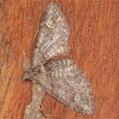 Phrissogonus laticostata (Apple looper moth) at Symonston, ACT - 16 Sep 2025 by rawshorty