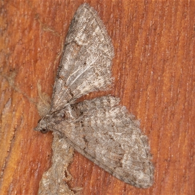 Phrissogonus laticostata (Apple looper moth) at Symonston, ACT - 16 Sep 2025 by rawshorty