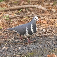 Leucosarcia melanoleuca (Wonga Pigeon) at Cedar Creek, QLD - 14 Sep 2025 by DAdeGroot