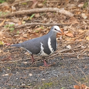 Leucosarcia melanoleuca (Wonga Pigeon) at Cedar Creek, QLD - 14 Sep 2025 by DAdeGroot