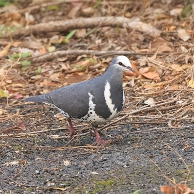 Leucosarcia melanoleuca (Wonga Pigeon) at Cedar Creek, QLD - 14 Sep 2025 by DAdeGroot