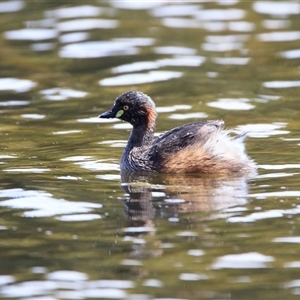 Tachybaptus novaehollandiae (Australasian Grebe) at Saint Lucia, QLD - 16 Sep 2025 by DAdeGroot