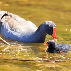Gallinula tenebrosa (Dusky Moorhen) at Saint Lucia, QLD - 16 Sep 2025 by DAdeGroot