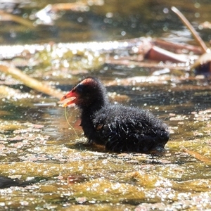 Gallinula tenebrosa (Dusky Moorhen) at Saint Lucia, QLD - 16 Sep 2025 by DAdeGroot
