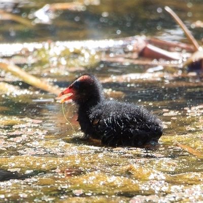 Gallinula tenebrosa (Dusky Moorhen) at Saint Lucia, QLD - 16 Sep 2025 by DAdeGroot