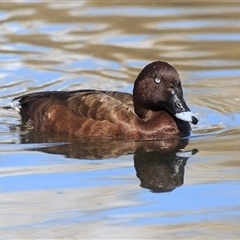 Aythya australis (Hardhead) at Saint Lucia, QLD - 16 Sep 2025 by DAdeGroot