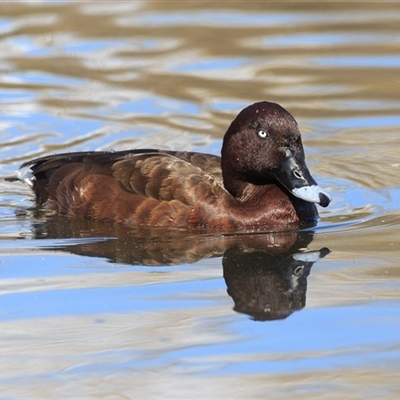 Aythya australis (Hardhead) at Saint Lucia, QLD - 16 Sep 2025 by DAdeGroot