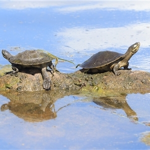 Emydura macquarii (Macquarie Turtle) at Saint Lucia, QLD - 16 Sep 2025 by DAdeGroot