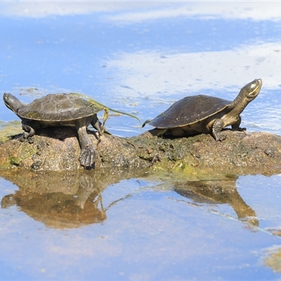 Emydura macquarii (Macquarie Turtle) at Saint Lucia, QLD - 16 Sep 2025 by DAdeGroot
