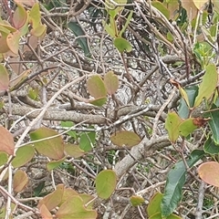 Unverified Climber or Mistletoe at Yuraygir, NSW - 23 Jun 2025 by Topwood