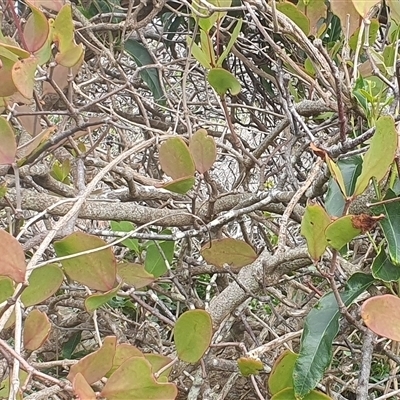 Unverified Climber or Mistletoe at Yuraygir, NSW - 23 Jun 2025 by Topwood