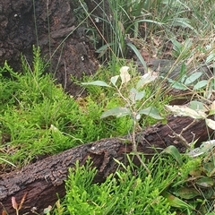 Selaginella uliginosa (Swamp Selaginella) at Diggers Camp, NSW - 1 Jul 2025 by Topwood