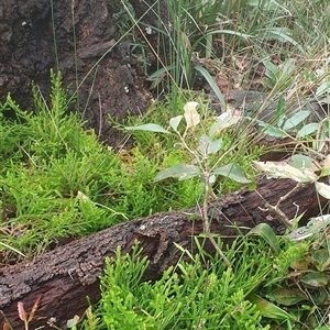 Selaginella uliginosa (Swamp Selaginella) at Diggers Camp, NSW - 1 Jul 2025 by Topwood