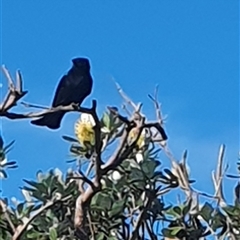Dicrurus bracteatus (Spangled Drongo) at Diggers Camp, NSW - 2 Jul 2025 by Topwood