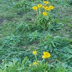 Unverified Other Wildflower or Herb at Iluka, NSW - 3 Jul 2025 by Topwood