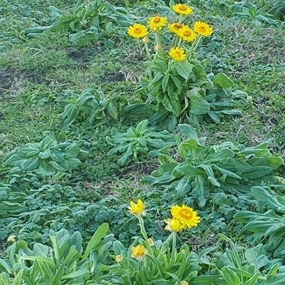 Unverified Other Wildflower or Herb at Iluka, NSW - 3 Jul 2025 by Topwood