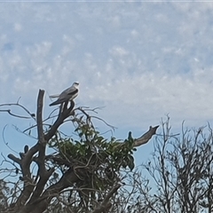 Elanus axillaris (Black-shouldered Kite) at Yuraygir, NSW - 9 Jul 2025 by Topwood