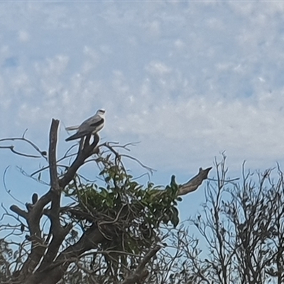 Elanus axillaris (Black-shouldered Kite) at Yuraygir, NSW - 9 Jul 2025 by Topwood