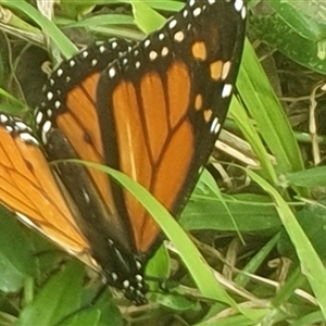 Danaus plexippus (Monarch) at Tullymorgan, NSW - 31 Jul 2025 by Topwood