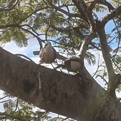 Pomatostomus temporalis temporalis (Grey-crowned Babbler) at Ilarwill, NSW - 1 Aug 2025 by Topwood