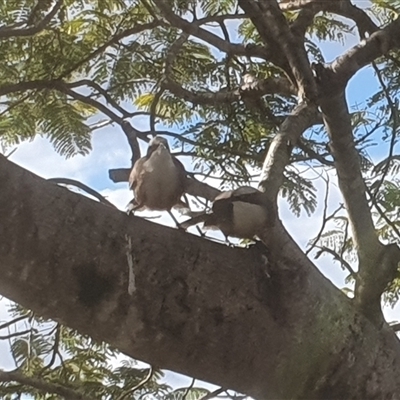 Pomatostomus temporalis temporalis (Grey-crowned Babbler) at Ilarwill, NSW - 1 Aug 2025 by Topwood