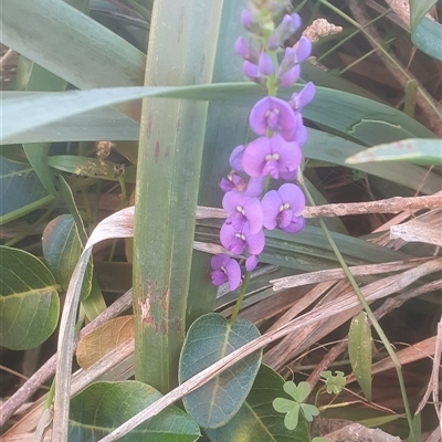 Unverified Other Wildflower or Herb at Yuraygir, NSW - 6 Aug 2025 by Topwood