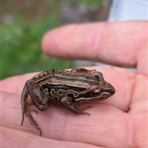 Limnodynastes peronii at Shark Creek, NSW - 13 Sep 2025 by Topwood