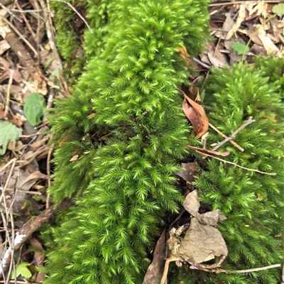 Unverified Fern or Clubmoss at Ashby, NSW - 26 Aug 2025 by Topwood
