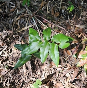 Pellaea paradoxa at Pappinbarra, NSW - 13 Aug 2025 by jonvanbeest