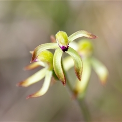 Caladenia testacea (Honey Caladenia) at Bargo, NSW - 16 Sep 2025 by Snows